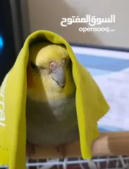  1 مطلوب كوكتيل اليف متكلم