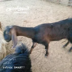 1 عنزه عشار سن رباعيه