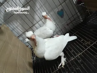  2 قصيين كرزلى القص زغلولين كشك بنيدى  شابةهزاز  دكر زايف بكستانى