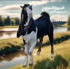  9 البيع  ذبائح محلي