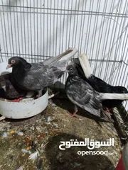  1 جوز حمام قلاب لوت نخب للبيع
