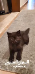  3 2.5 months old pure scottish straight male kitten (black)