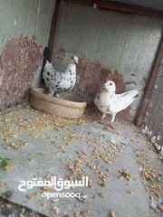  2 جوز كشامره شغلات صلاة النبي