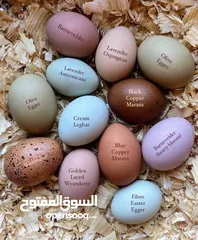  1 بيض دجاج مخصب للسلالات الانجليزية والامريكية