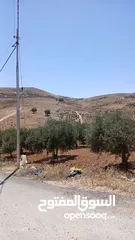  4 ارض مزروعه زيتون مثمر وما شاءالله القطعه كامله 8 دونم ، سعر القطعه كامله ،144000