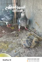  11 11 جوز مساويد، كشامره هومرات محيرات بواز مزهورات اسطنابله