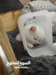  6 قطط شيرازي للبيع موجودين في عناتا