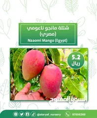  1 شتلات و أشجار المانجو المختلفة لدى مشتل الأرياف بأسعار مناسبة ومنافسة  mango tree