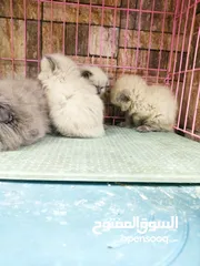  3 قطط هملايه عباره عن اللعاب ما شاء الله العمر 60يوم