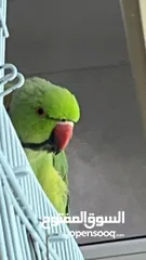  2 دره parrot أليف ما يعض