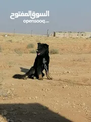  1 كلب جيرمن للبيع العمر 8اشهر