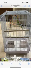  4 Parrot with cage for sale