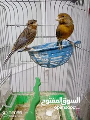  14 جواز كنار جوز دره اليفات كوكتيل اليف ذكور كنار جوز فيشر تحتو بيض