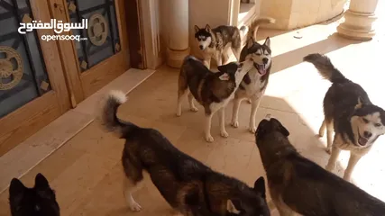  9 كلاب هاسكي بيور