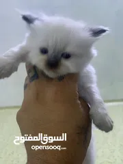  3 هملايا مع صغارها البيع