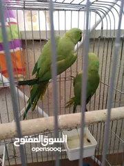  1 جوز دره هندي