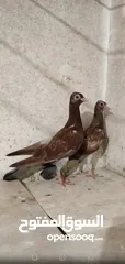  7 حمام شلبي جواز نخب أول