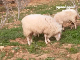  2 غنم عساف ماشاء الله