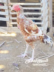  2 طير باكستاني للبيع