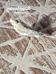  3 طيره جاهزه وحطت بطن سبب البيع طيران الفحل
