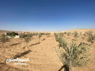  14 مزرعه زيتون