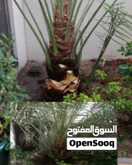  23 لتنظيف النخيل والواشنتونيا والاهتمام بالحدائق والثمار بكافه انواعها