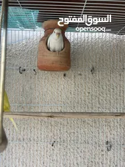  8 African Love bird one month old baby’s Cocktail breeding pair and budgies available