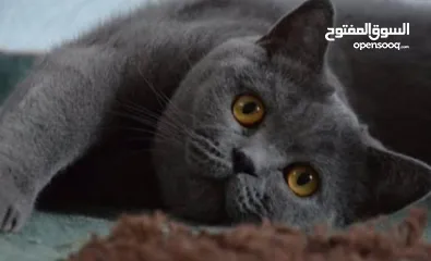  1 قطه بريطانيه شارتروه جميله هادئة ومحبه ورفيقه للمنزل