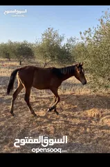  1 ‏مهرة عربية للبيع