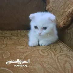  3 تواصل واتساب  " قطط هملايا وسكوتش فولد "