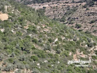  2 للأستثمار ارض مساحه 5000 متر خمسه دنم واصلهم  خدمات وسط الجبل كل دنم كوشان مفصول السعر لقطه