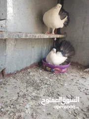  6 متاح جوز ماشاءالله موجودات طبربور