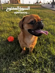 4 كلب بق (Pug) للبيع الرياض 2500