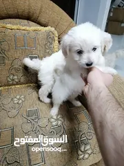  10 انثى فرنش تيرير عمر شهرين   puppy 2-months female - French Terrier