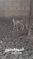  2 غزلان للبيع