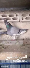  2 فحل ابلق شغال نخب اول