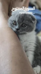  10 Scottish fold female kitten  3 month old