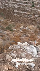  1 ارض للبيع في منطقه جفنا  مساحه 500متر للبيناء
