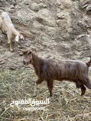  3 شاه لبيع …