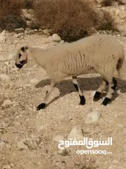  28 عبور قبرصي و معز مواليد و فحل شامي