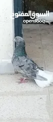 3 حمام للبيع التفاصيل آخر الاعلان