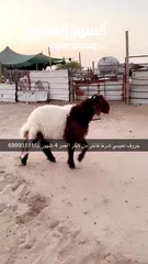  3 خرفان نعيم بري شي طيب