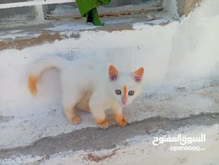  6 قطاط شرزي متوفر لدنا