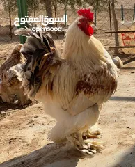  1 للبيع ديوك براهمه