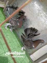  8 هزازات سعر حرررررق الوان مشكلة و حباااات بتجننننن