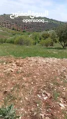  31 مزرعه للبيع في جرش سوف منطقه الظهره الشماليه