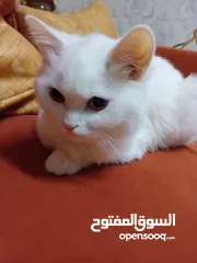  1 قطة turkish angora