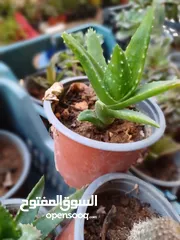  20 مشتل بيتي متوفر انواع زينة خارجية وداخلية والتوصيل بأسعار رمزية
