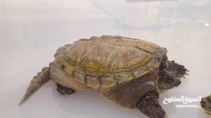  1 Alligator snapping turtle  (سلحفاة نهاشة)