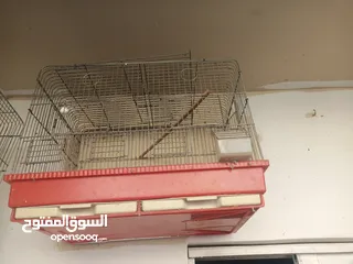  11 فراخ كوكتيل عمر اقل من شهرين وفراخ زق يدوي